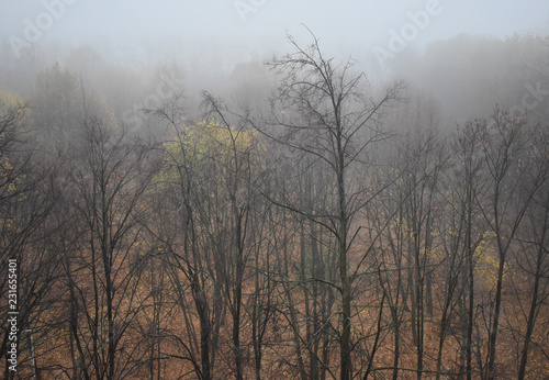 The late autumn landscape on a foggy day.