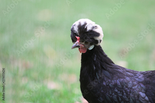 An ornamental hen is an attraction on the farm.