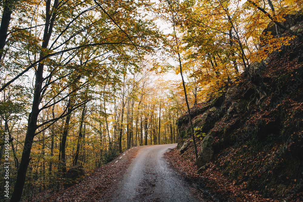 Naklejka premium Road in autumn forest