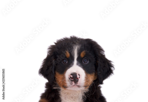 Hundekopf – Berner Sennenhund, Welpe