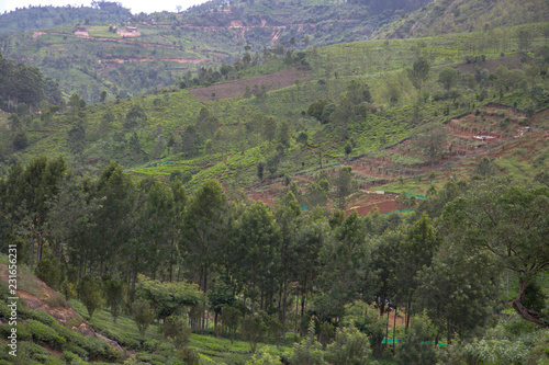 Indian tea plantation in the Nilgiri