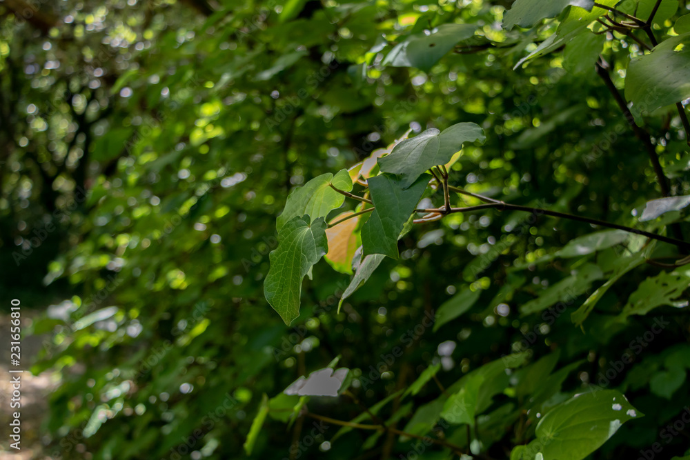 New Zealand Nature Trail, Branch Close Up Blurred Background New Zealand Nature Trail, Branch Close Up Blurred Background