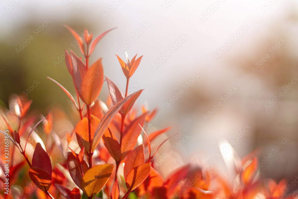 Fototapeta premium Close up Golden dewdrop (Sky flower, Pigeon berry) tree for background.Soft and blurred focus