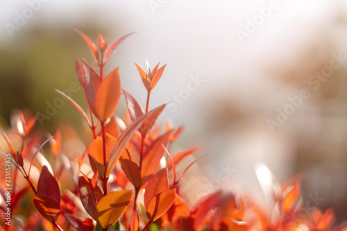 Close up Golden dewdrop (Sky flower, Pigeon berry) tree for background.Soft and blurred focus photo