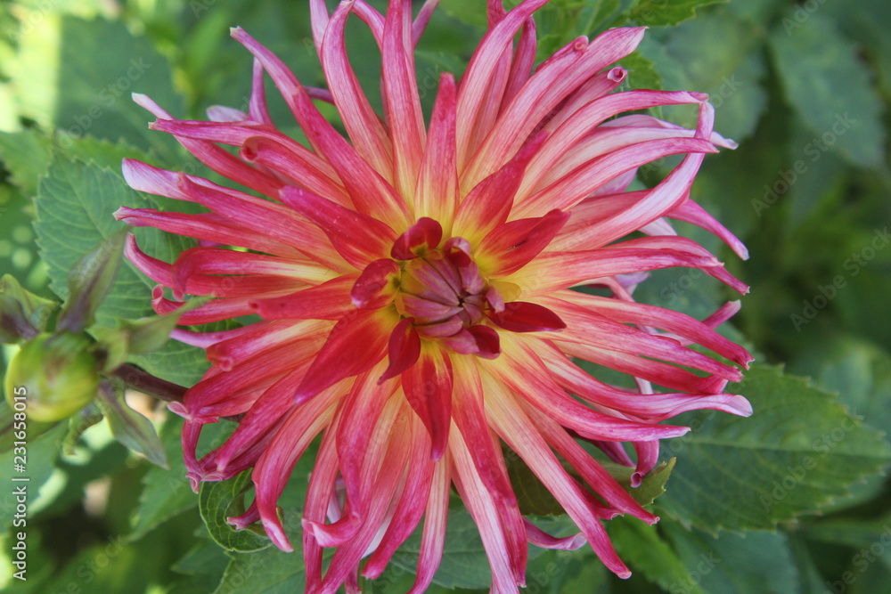 flower in garden flower in garden