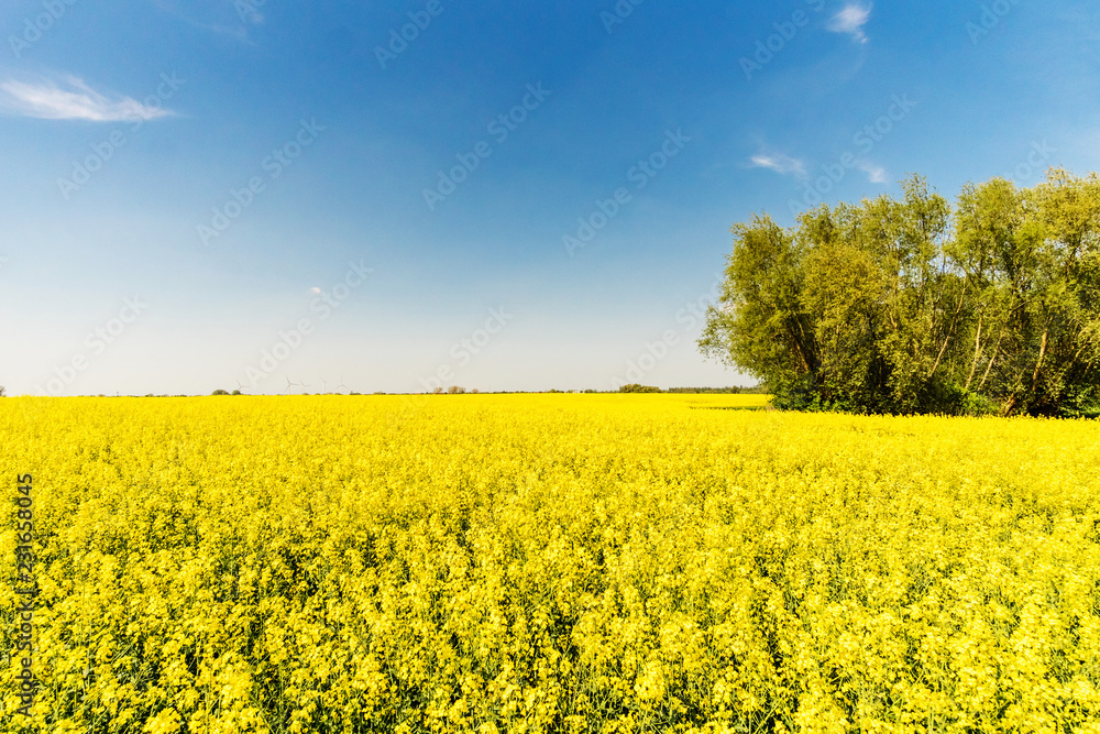 Obraz premium Flowering rape field. Spring background. Canola or colza blosom. blooming rape or Brassica napus. Springtime and summer border