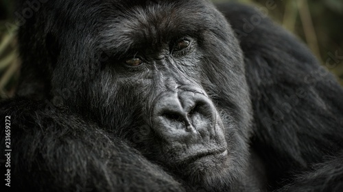 Wild mountain gorilla in the nature habitat. Very rare and endangered animal close up. African wildlife.Big and charismatic creature. Mountain gorillas. Gorilla beringei beringei. © photocech