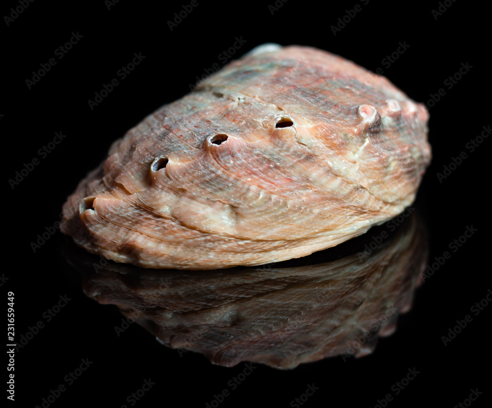 Natural shell haliotis on a black background