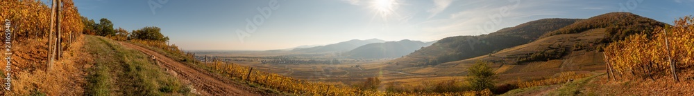Obraz premium Promenade sur les sentiers du vignoble alsacien en automne