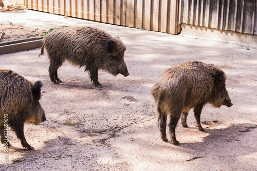 several jabalies eating fruits and vegetables