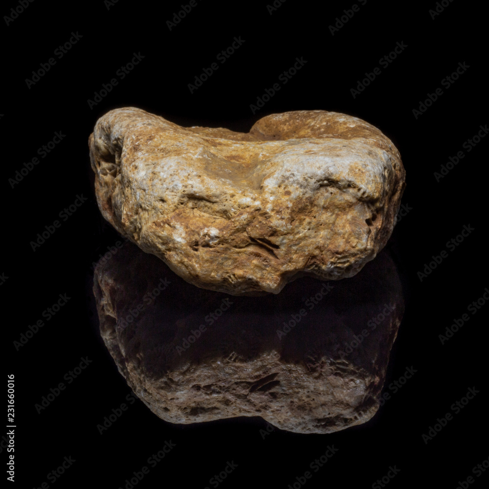 Obraz premium Natural fossilized coral on a black background