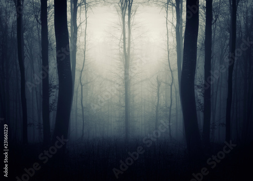 surreal symmetrical forest  fantasy background