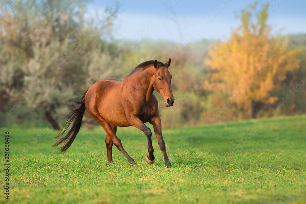 Bay horse run gallop in green meadow Bay horse run gallop in green meadow