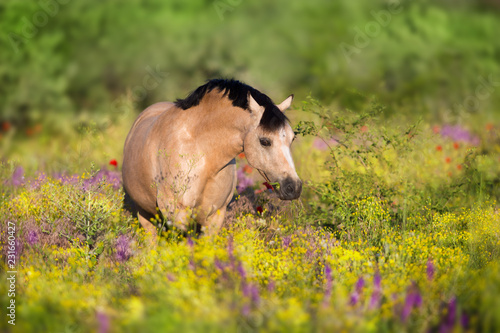 Fototapeta Naklejka Na Ścianę i Meble -  Beautiful pony portrait in yellow and violete flowers