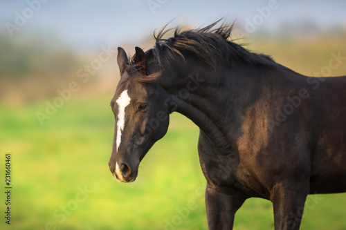 Black horse portrait in motion outdoor © kwadrat70
