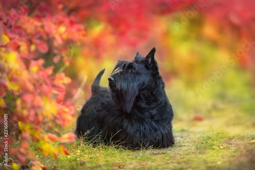 Cuadro en lienzo Scottish Terrier close up portrait in autumn forest