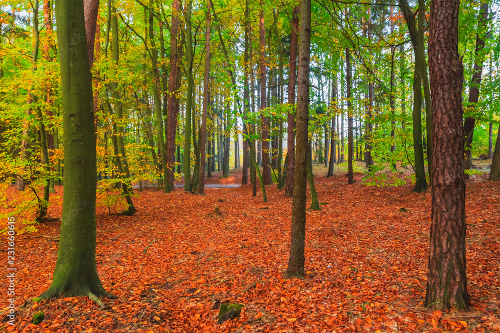 Autumn depths forest trees colorful leaves
