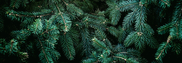 Christmas fir tree branches Background. Christmas pine tree wallpaper. Copy space..