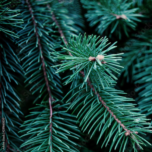 Fototapeta Naklejka Na Ścianę i Meble -  Christmas  Fir tree brunch textured Background. Fluffy pine tree brunch close up. Green spruce