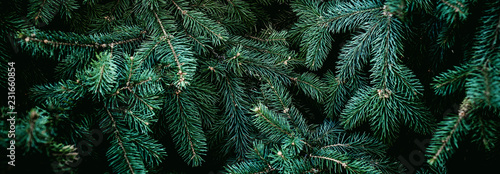 Fotografie, Tablou Christmas fir tree branches Background