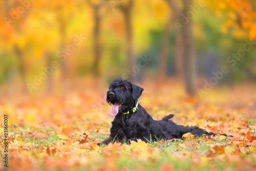  Giant Schnauzer laying in fall leaves