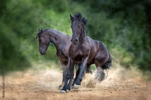 Two frisian horse run and play in dust