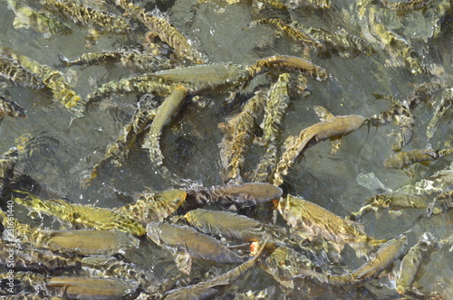 fishing lake,urfa