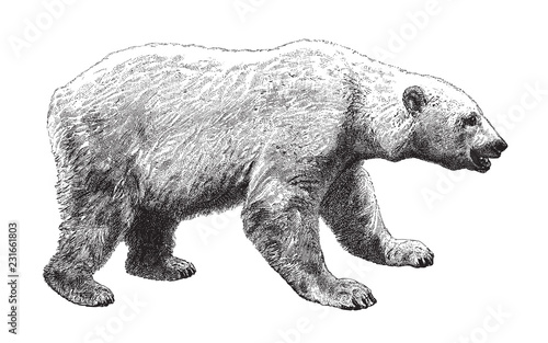 Polar bear (Ursus maritimus) / vintage illustration from Meyers Konversations-Lexikon 1897