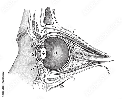 Human eye anatomy / vintage illustrations from Die Frau als Hausarztin 1911 