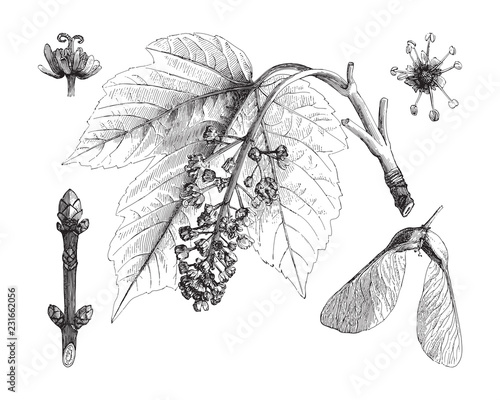 Sycamore maple (Acer pseudoplatanus) / vintage illustration from Meyers Konversations-Lexikon 1897