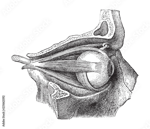 Human eye anatomy / vintage illustration from Meyers Konversations-Lexikon 1897