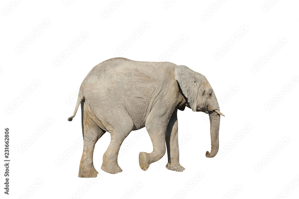 Obraz premium Junger Elefant