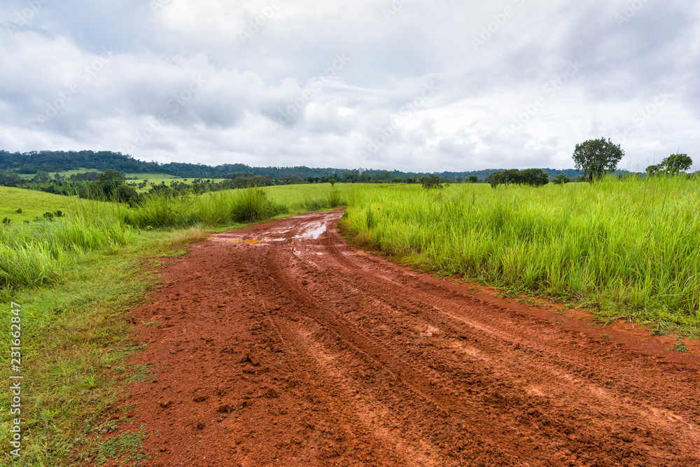 Dirt road through the meadow