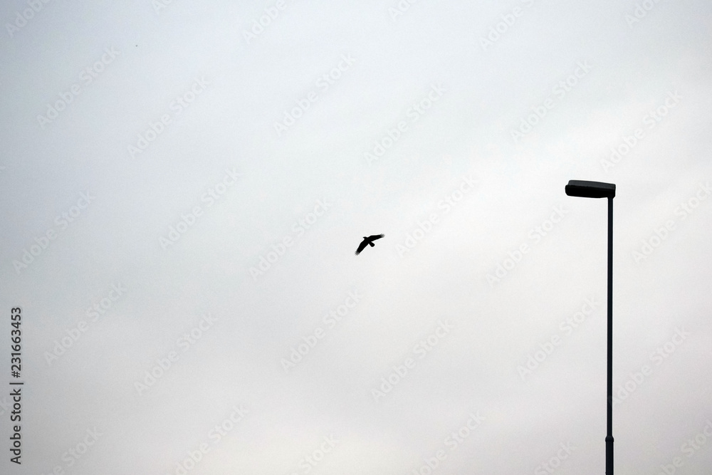 The bird flies high in the sky. Overcast sky. Street light. The bird flies high in the sky. Overcast sky. Street light.