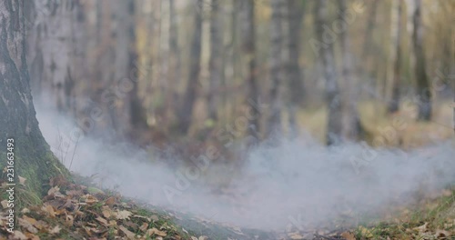 Wallpaper Mural Slow motion white smoke spreads in autumn wild park with birch trees low angle Torontodigital.ca