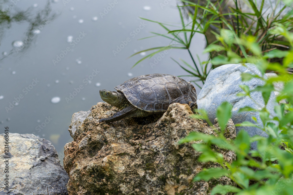 Fototapeta premium turtle on stone in the park