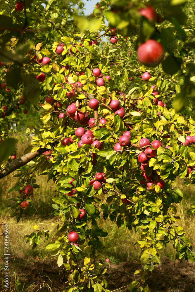 Ripe apples on the tree Ripe apples on the tree