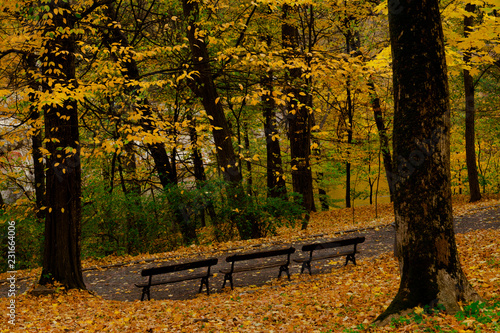Vintage bench in autumn park