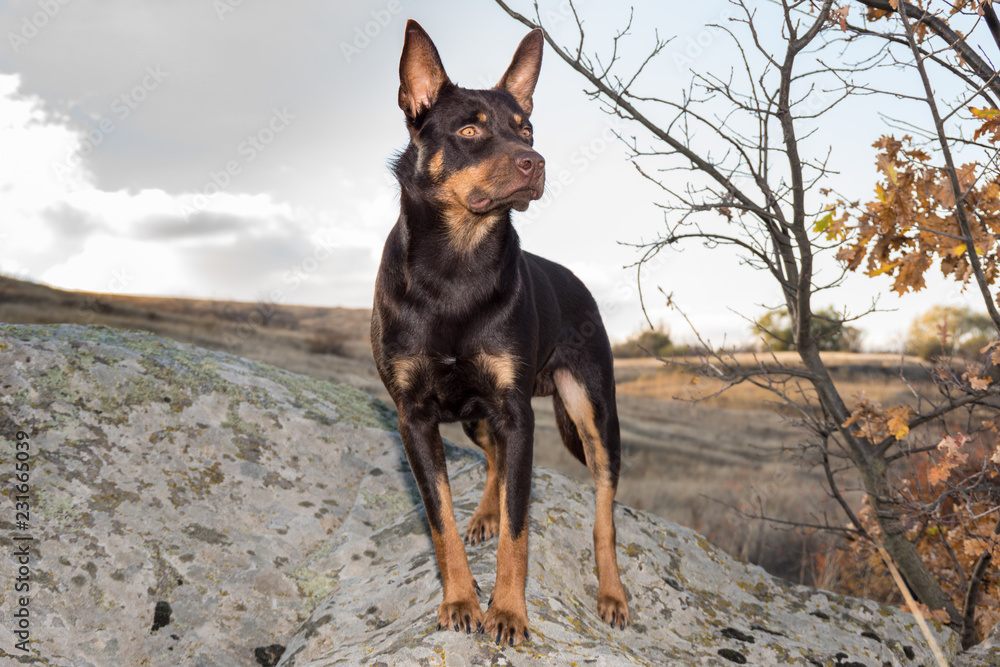 Australian Kelpie dog in the fall in a field with dry grass Australian Kelpie dog in the fall in a field with dry grass