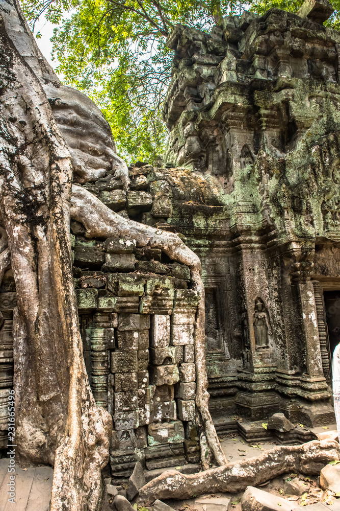 Giant tree and roots in temple Ta Prom Angkor wat Giant tree and roots in temple Ta Prom Angkor wat