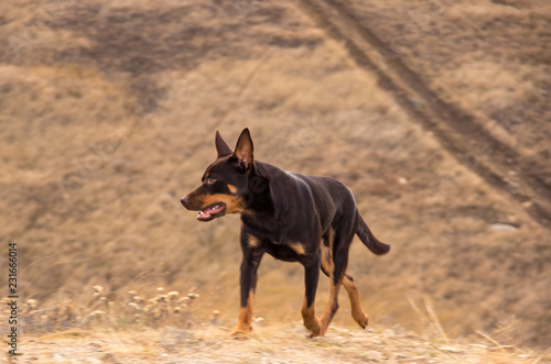 Australian Kelpie dog in the fall in a field with dry grass