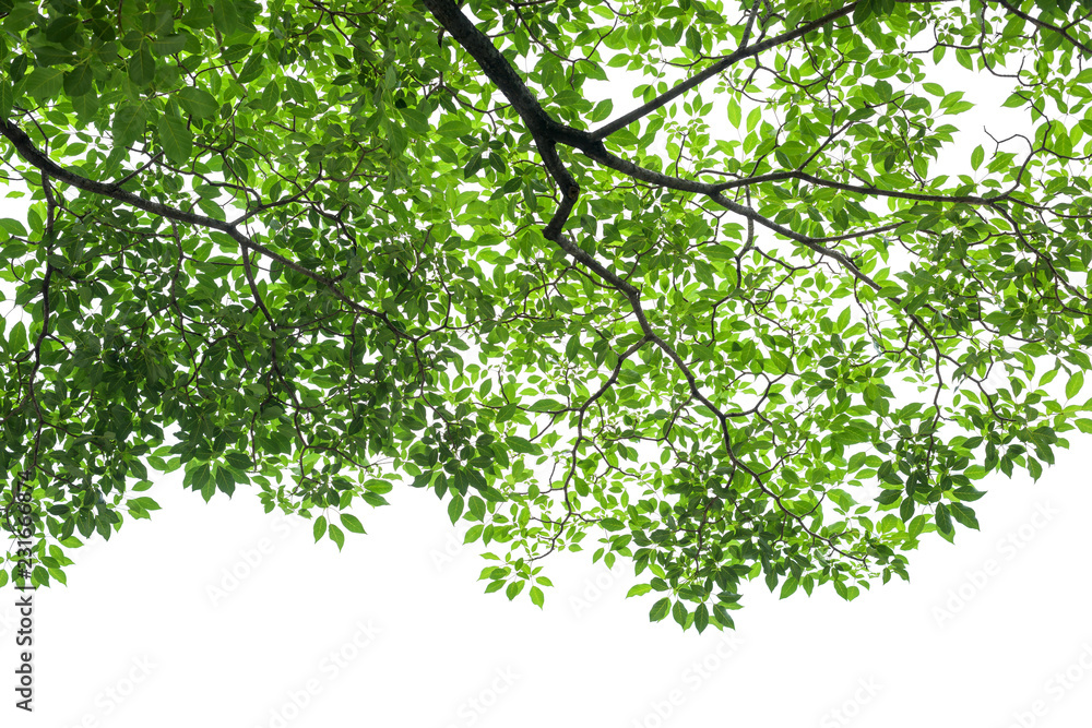 Green tree leaves and branches isolated on white background Green tree leaves and branches isolated on white background