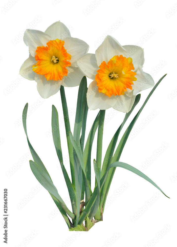 Two narcissus 3