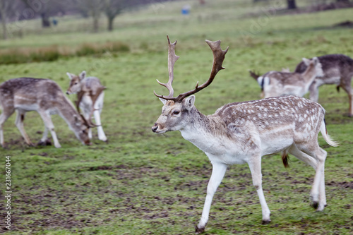 Fallow deer