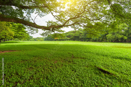 Beautiful landscape in park with green grass field at morning light