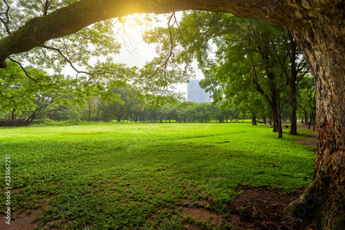 Beautiful landscape in park with green grass field at morning light