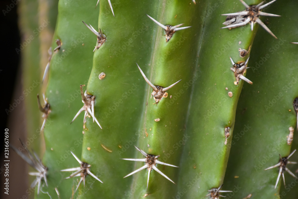 Cactus texture background Cactus texture background