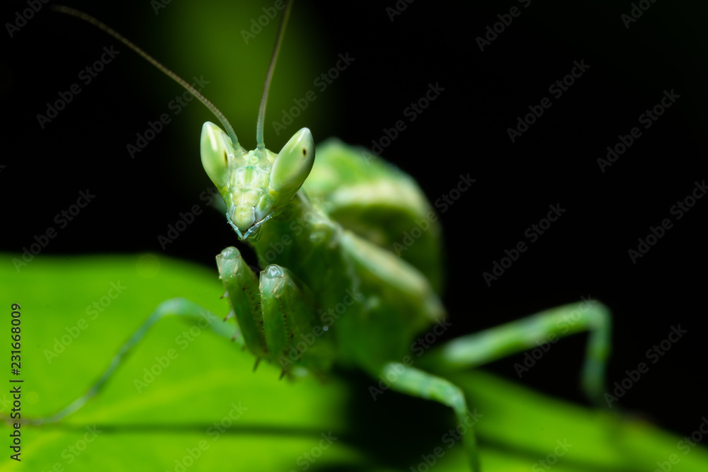 Green Mantis Macro Green Mantis Macro