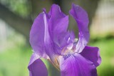 flowers irises closeup