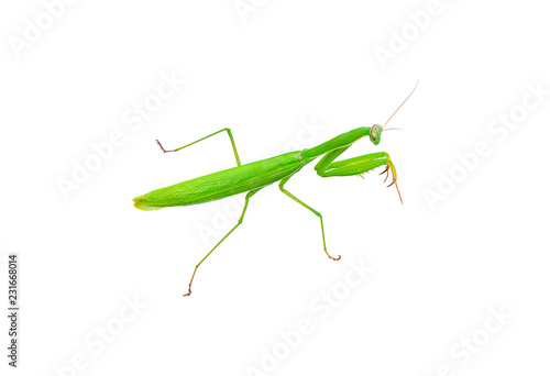 Grasshopper isolated on white background. © sucharat